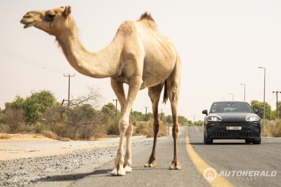 포르쉐 카이엔 터보는 최고출력 1156마력, 최대토크 153.0kg.m을 발휘한다(포르쉐 제공)